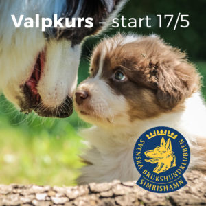 valpkurs