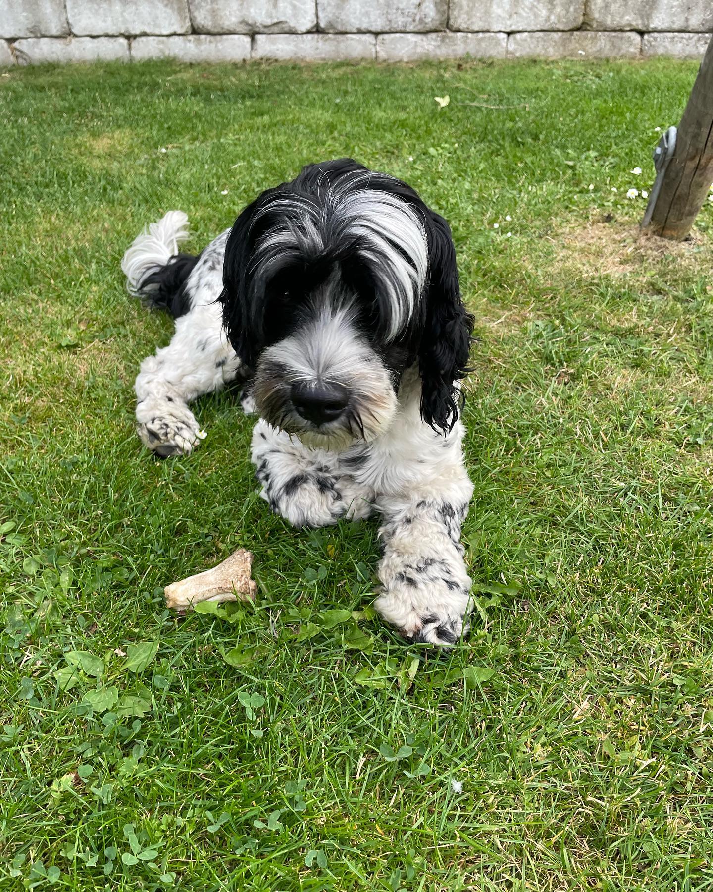 Cozmo tackar alla 9 ekipage som deltog på höstens första sommarpromenad. Det var härligt att vara tillbaka & promenera tillsammans. Nya & gamla ekipage är välkomna när vi går igen nästa vecka. Vi möts utanför Tobisviksbadet onsdagar kl.18 sedan går vi ca: 1,5h beroende på hur många vi är. Trötta hundar utlovas. Väl Mött önskar Yveth & Simrishamns Brukshundklubb