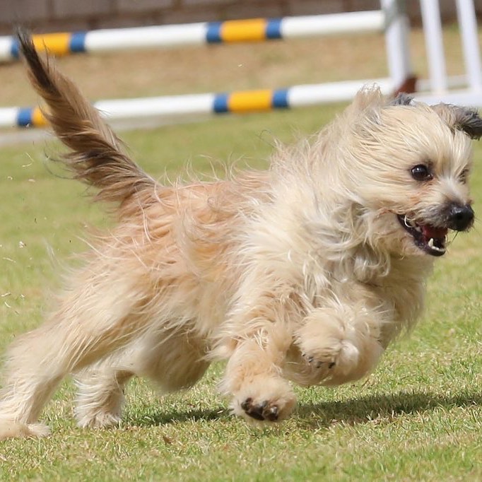 Inbjudan till träningstävlingar i agility.
Prova på att tävla – nästan som på riktigt.
Tävlingarna är öppna för alla medlemmar i region 4. Det vill säga alla medlemmar i Sydöstra Skånes BK: Ystads BK, Simrishamns BK, Sjöbo BK, Skurups BK och Veberöds BK.
🐕🐩🦮🐕🦺
Vinnare av serien blir Regionmästare.
Första tillfället att delta i träningstävlingen är på Simrishamns BK 17/8 kl 18.30.
➡️Läs mer på hemsidan simbk.se
#agility #träningstävling #agilitydog #brukshundklubb #sydöstraskåne