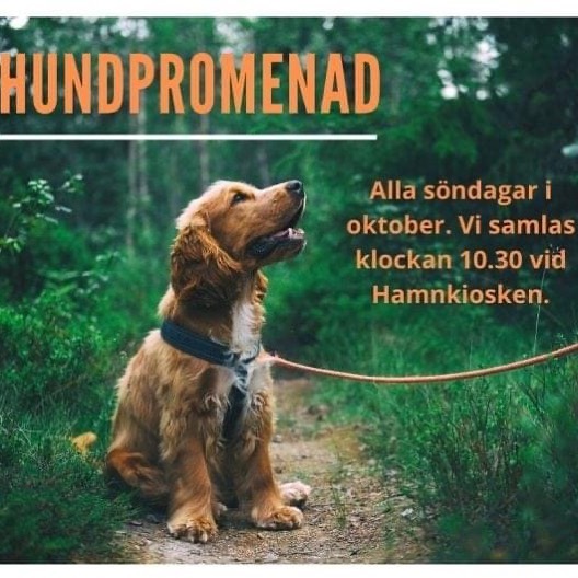 Häng med på promenad blandat med enkla övningar/aktiveringar i härliga höstfärger! 🍂🍁🐾Söndagar: 3:e, 10.e, 17:e, 24:e oktober med start klockan 10.30 går vi från Hamnkiosken. ⚓️ALLA är välkomna. Kostnad: 40 kronor (oavsett hur många hundar du för i dina koppel) som kan betalas via Swish eller kontant.
#hundpromenad #söndagspromenad #simrishamn #hundfolk #österlen #hundarpåösterlen #tränahundenkeltivardagen #tränahundärkul
