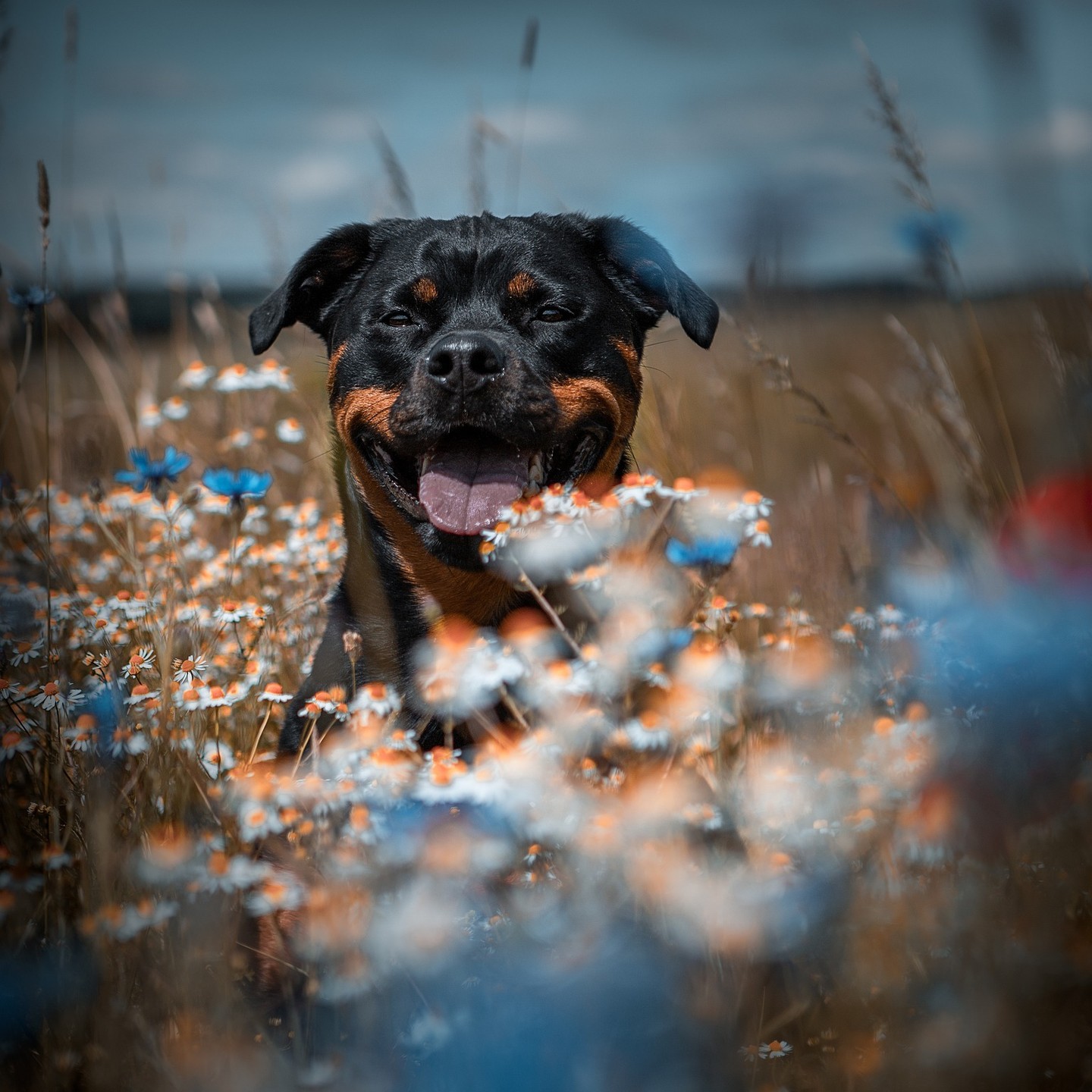 GLAD MIDSOMMAR alla hundar och hundvänner! 🌼🌼🇸🇪🇺🇦🌻🌻
Glöm inte att ge din hund mycket vatten och svalka!
#midsommar2022 #rottweiler #simrishamnsbrukshundklubb #hundivarmen