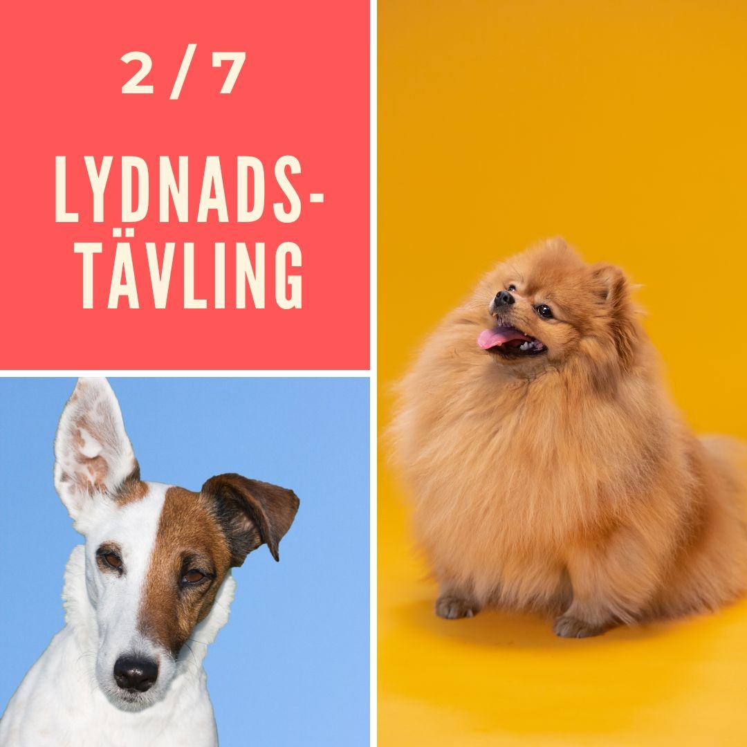På lördag 2/7 arrangerar Simrishamns Brukshundklubb lydnadstävlingar i startklass, klass 1 och klass 2. Vi önskar förstås de tävlande stort lycka till! 🥳
Vill du vara publik är du också varmt välkommen.
Tävlingarna startar cirka kl. 09.30 och håller på till strax efter lunch.
#lydnadstävling #lydnadstartklass #startklass #lydnadklass1 #lydnadklass2 #simrishamnsbrukshundklubb