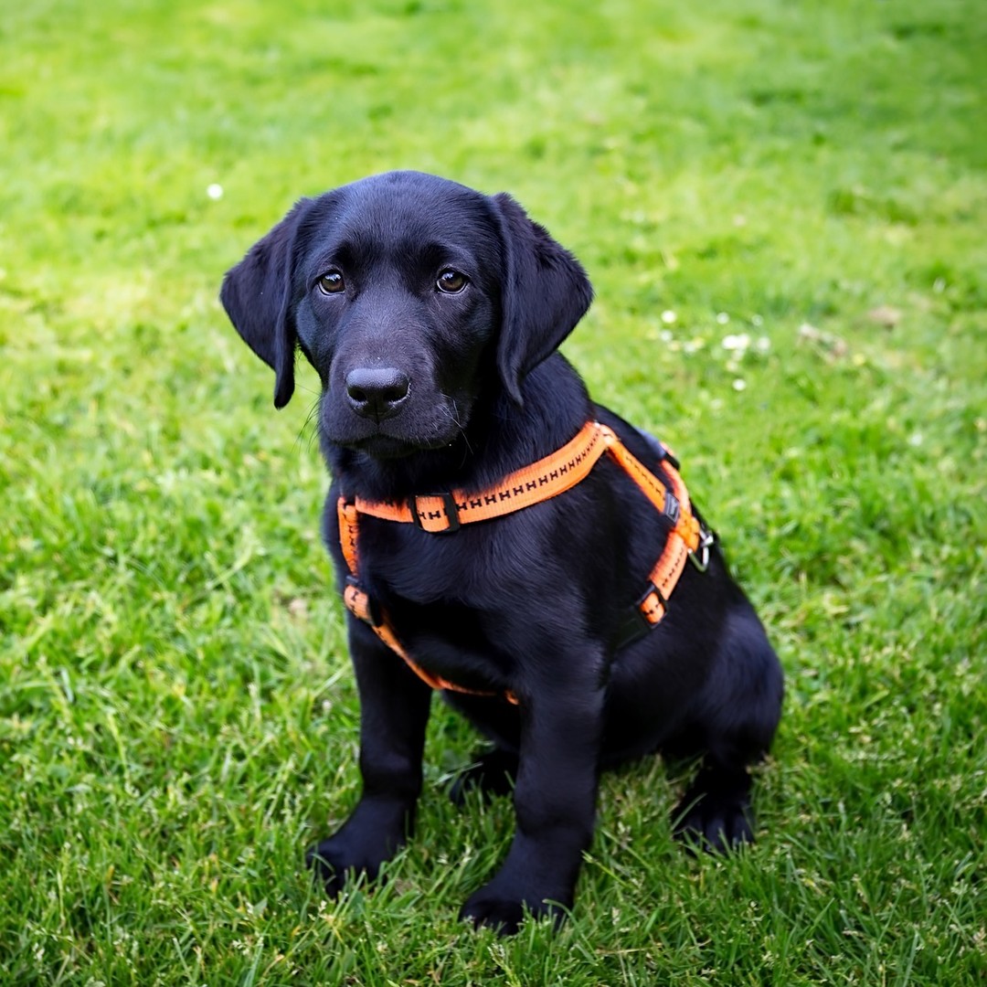 Nu finns det en ny valpkurs att anmäla sig till! Kursen startar 7/9. Anmäl dig och din hund via formuläret på hemsidan simbk.se
#valpkurs #hundkurserpåösterlen #hundkurseriskåne