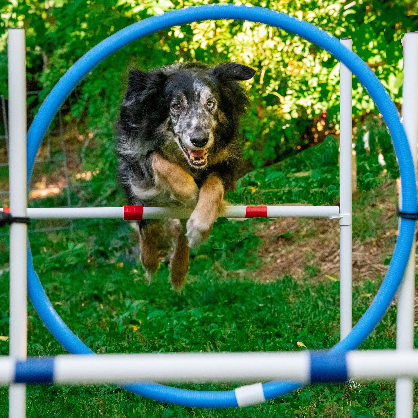 Sugen på att prova på agility? Vi har fått många förfrågningar och önskemål om en sådan kurs. Nu finns chansen. Vi erbjuder en nybörjarkurs för dig som vill få de bästa verktygen för att lära din hund att flyga över de olika agilityhindren. Kursen startar 8/9.
Läs mer och anmäl dig på hemsidan simbk.se
Utifrån intresset planerar vi även att ha en fortsättningskurs direkt efter avklarad nybörjarkurs.
#agilitykurs #hundkurseriskåne #hundkurserpåösterlen #hundkurs #agilitynybörjare #simrishamn #simrishamnsbrukshundklubb