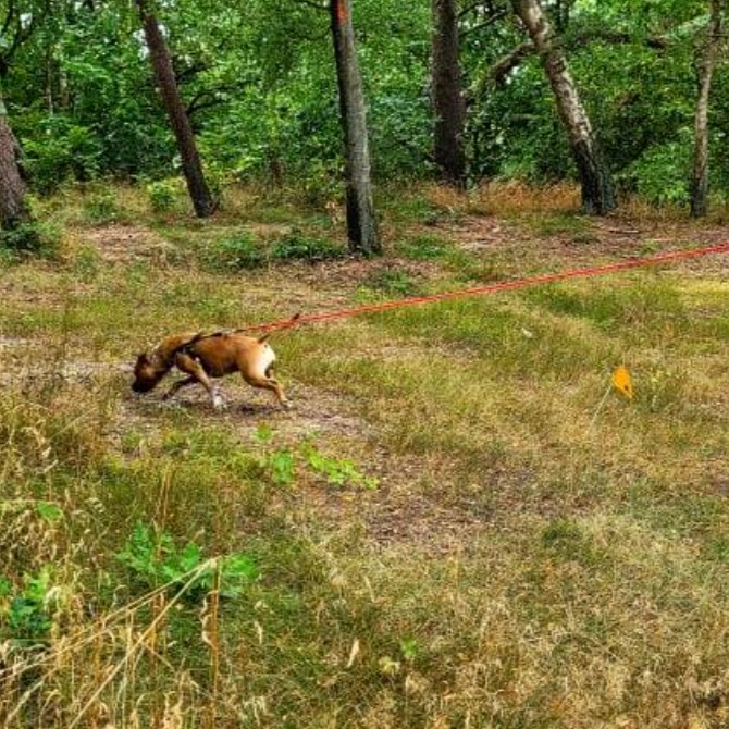 Spårkurs för nybörjare!

Vill du ge din hund en rolig och meningsfull aktivering där den får använda ett av sina starkaste sinnen – luktsinnet?
På denna kurs får ni lära er grunderna i spårarbete och hur inlärningen fungerar, steg för steg. Kunskaperna kan du sedan enkelt använda på egen hand för att skapa varierad, stimulerande och glädjefylld aktivering för din hund i vardagen.

Du ska ha gått valp- och/eller allmänlydnadskurs tidigare. Kursen passar alla hundar oavsett ras eller ålder,

Du kan läsa mer om att spåra med hund på SBK:s hemsida.

Vad: Kursen är för dig som vill lära dig grunderna i att spåra med hund. Spår är en bruksgren där hunden följer den vittring som avgetts efter att en person gått i terrängen. I spåret ska hunden (när den förstått spårarbetet) även markera utlagda apporter (träpinnar).

Max antal deltagare: 6

Datum: 24/1, 31/1, 7/2, 14/2. Obs, om det blir snö kan tiderna behöva ändras.

Plats: Hallagården, Simrishamns Brukshundklubb

Instruktörer: Arne Jönsson & Anette A. Pålsson

Pris: 900 kronor plus + eventuell medlemsavgift. Medlemsregistrering görs på brukshundklubben.se Avgiften betalas i samband med registreringen.

Anmälan: Görs via formuläret under fliken “kurser” på hemsidan simbk.se. Obs, kursavgiften ska vara betald innan kursstart. Vid betalning ange vilken kurs du anmält dig till samt ditt namn.

Hoppas vi ses! 💯